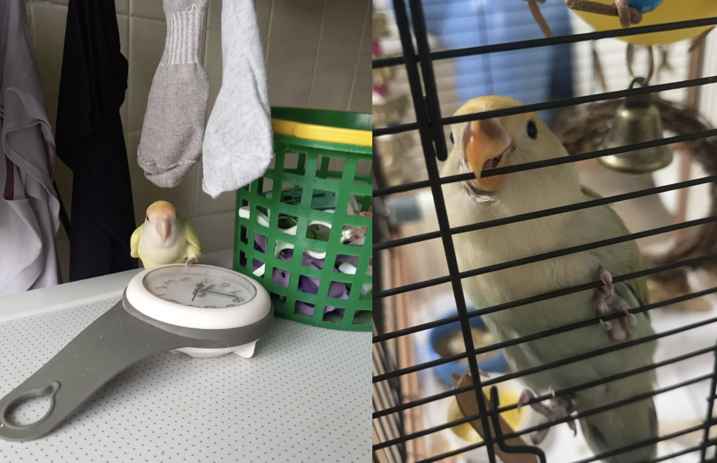Why are multiple lovebirds going missing in Singapore?